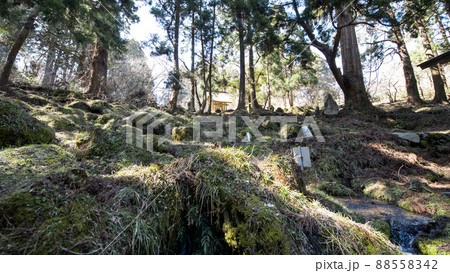 湧水源今木神社と天然杉　滝の頭水源池　秋田県 88558342