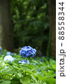 青い紫陽花の花 88558344