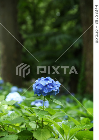 青い紫陽花の花 青い紫陽花の花 88558344