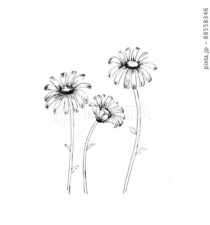 マーガレット モノクロのイラスト素材 5546