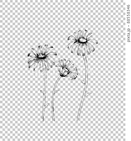 マーガレット モノクロのイラスト素材 5546