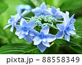 アジサイ　ミカタヤエ　花 88558349