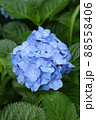 青い紫陽花の花 88558406