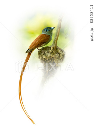 Male Oriental Paradise-flycatcher perching on its nest looking into a distance Male Oriental Paradise-flycatcher perching on its nest looking into a distance 88558411