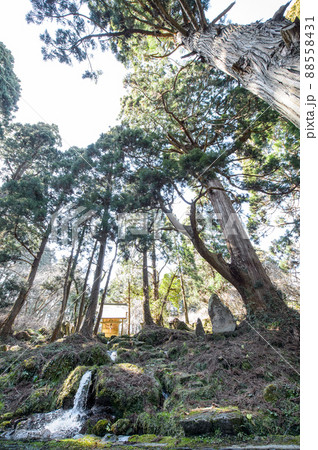 湧水源今木神社と天然杉 滝の頭水源 秋田県 湧水源今木神社と天然杉 滝の頭水源 秋田県 88558431