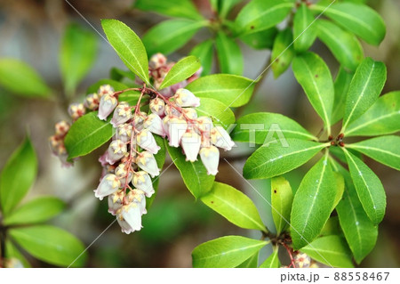 花より萼片が綺麗!アセビ(馬酔木) 花より萼片が綺麗!アセビ(馬酔木) 88558467