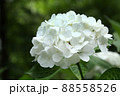 アジサイ　ホワイトダイヤモンド　白い花 88558526