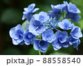 アジサイ　フェアリーアイ　花 88558540