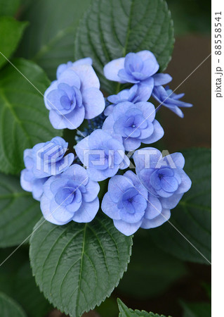 アジサイ フェアリーアイ 花 アジサイ フェアリーアイ 花 88558541