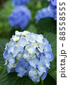 青い紫陽花の花 88558555
