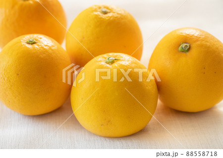 小粒の晩白柚 88558718