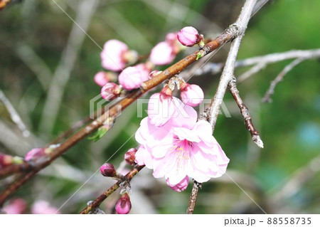 八重咲きのハナモモ(花桃) 八重咲きのハナモモ(花桃) 88558735