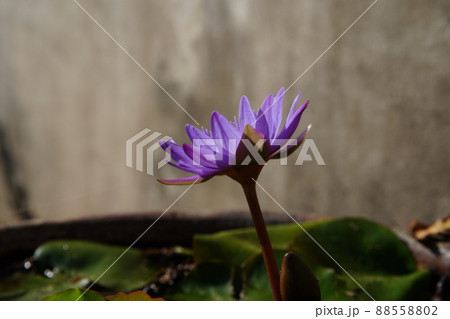 温帯スイレン 睡蓮 スイレン 88558802