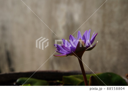 温帯スイレン 睡蓮 スイレン 88558804