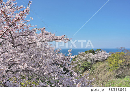 越前岬の桜 88558841