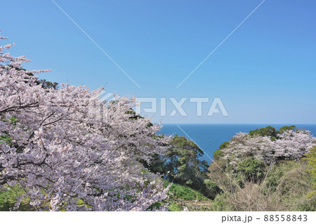 越前岬の桜 88558843