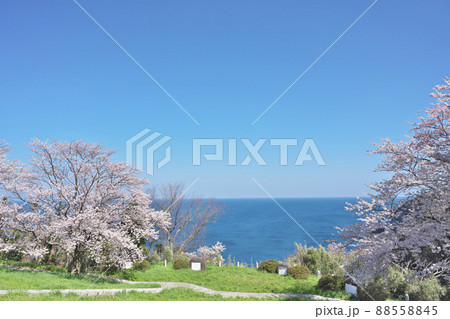 越前岬の桜 88558845
