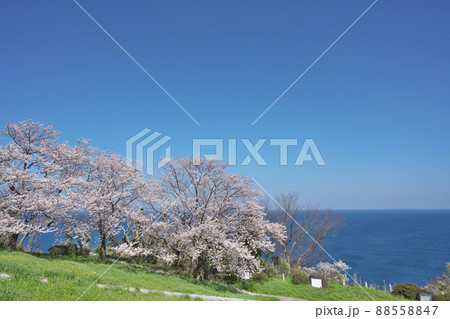 越前岬の桜 88558847