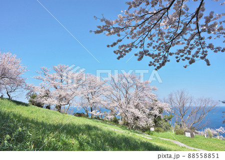 越前岬の桜 88558851