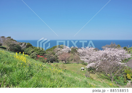 越前岬の桜 88558855