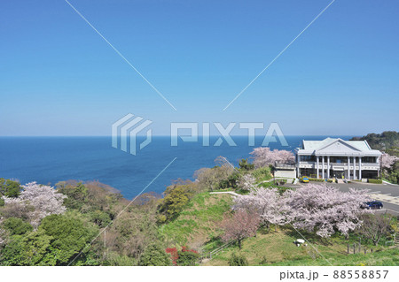 越前岬の桜 88558857