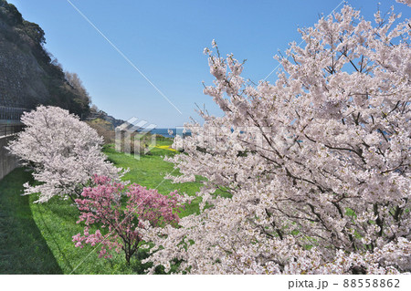 越前岬の桜 越前岬の桜 88558862