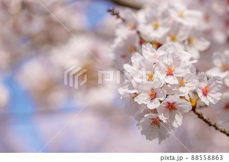 春 桜 植物 88558863