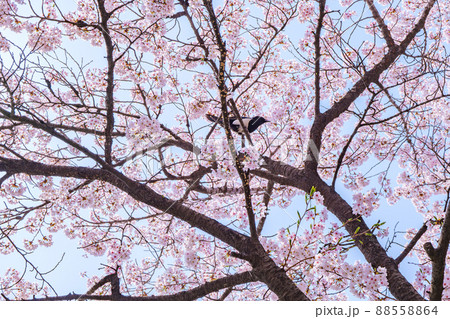 春 桜 植物 88558864