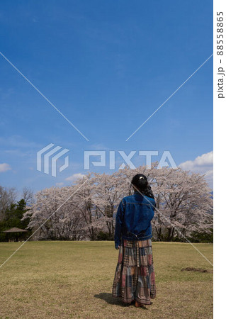広場のさくら 広場のさくら 88558865
