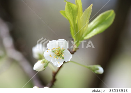 これがヤマナシ（山梨）の花です！ 88558918
