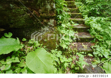 苔むした階段（北海道） 88559014