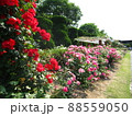 バラ園 88559050