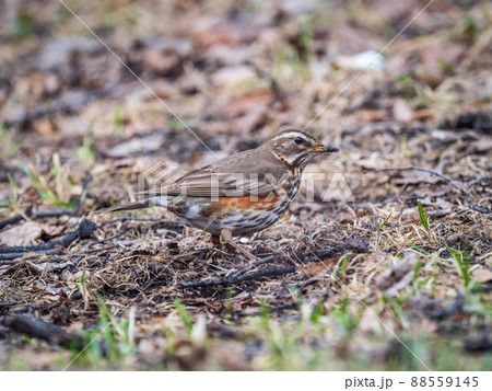 Wood bird Redwing, Turdus iliacus, on a sprng lawn. 88559145