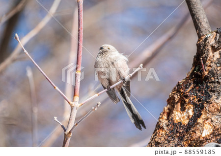 European long-tailed tit, latin name Aegithalos caudatus. A bird sitting on a branch in a deciduous forest. European long-tailed tit, latin name Aegithalos caudatus. A bird sitting on a branch in a deciduous forest. 88559185