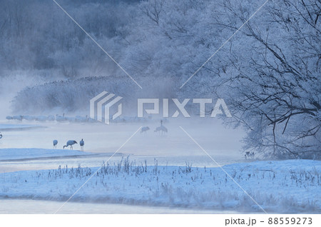 樹氷に囲まれたタンチョウのねぐら（北海道・鶴居） 88559273