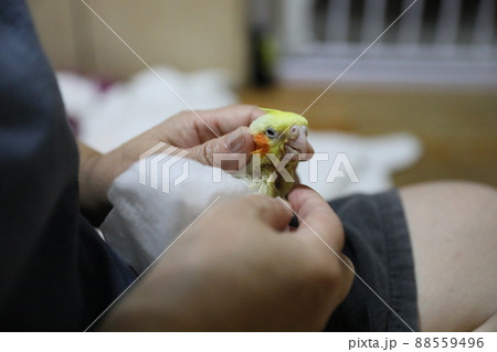鳥 インコ オウム 88559496