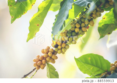 Yellow coffee bean berry plant fresh seed coffee tree growth in Yellow Bourbon eco organic farm. Close up yellow ripe seed berries harvest arabica coffee garden. Fresh coffee bean green leaf bush 88559913