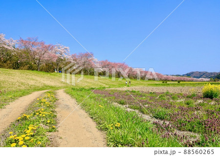 辰ノ口親水公園の桜　茨城県常陸大宮市 88560265