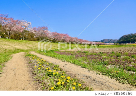 辰ノ口親水公園の桜 茨城県常陸大宮市 辰ノ口親水公園の桜 茨城県常陸大宮市 88560266