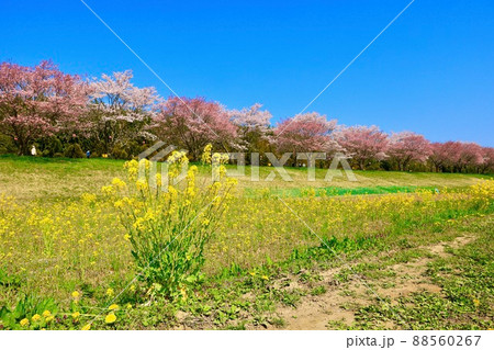 辰ノ口親水公園の桜　茨城県常陸大宮市 88560267