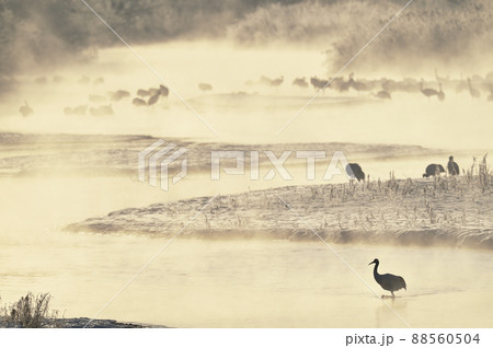 朝日に染まる樹氷に包まれたタンチョウのねぐら（北海道・鶴居） 88560504