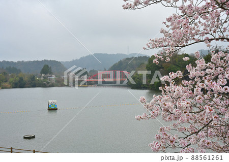 亀山湖とさくら 88561261