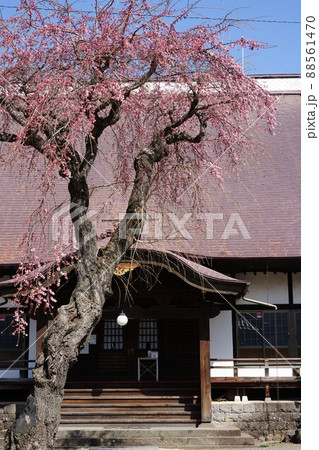 長野県小諸市の光岳寺の桜の風景 88561470