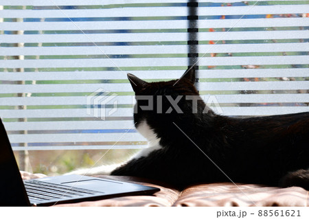 猫とパソコン。わかりまへんにゃ。パソコンイメージ素材。猫イメージ素材 88561621