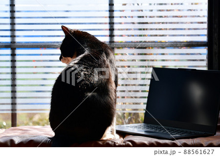 猫とパソコン。わかりまへんにゃ。パソコンイメージ素材。猫イメージ素材 猫とパソコン。わかりまへんにゃ。パソコンイメージ素材。猫イメージ素材 88561627