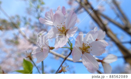 桜の花 桜の花 88562089