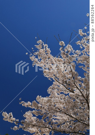 青空に映える美しい満開の桜の景色 88562264