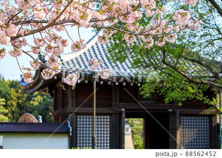 丹羽郡大口町　堀尾跡公園の姥堂と満開の八重桜 88562452