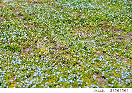 コバルトブルーの野原 コバルトブルーの野原 88562562