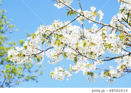 満開の大島桜 88562614